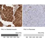Merck Anti-FHL1 antibody produced in rabbit