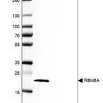 Merck Anti-RBM8A antibody produced in rabbit