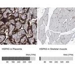 Merck Anti-HSPA5 antibody produced in rabbit