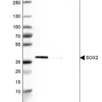 Merck Monoclonal Anti-SOX2 antibody produced in mouse