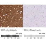 Merck Anti-SIRPA antibody produced in rabbit