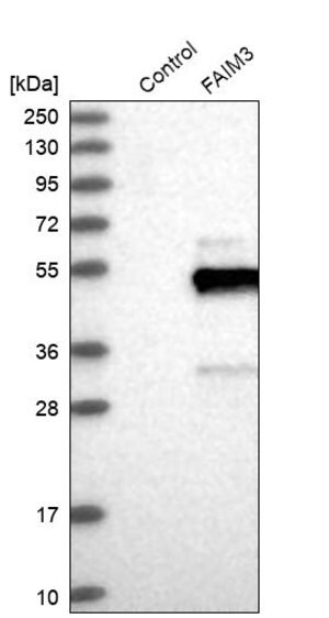 Merck Anti-FCMR antibody produced in rabbit