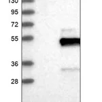 Merck Anti-FCMR antibody produced in rabbit