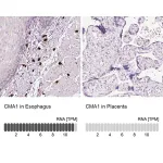 Merck Anti-CMA1 antibody produced in rabbit