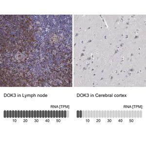 Merck Anti-DOK3