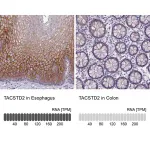 Merck Anti-TACSTD2 antibody produced in rabbit