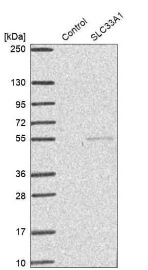 Merck Anti-SLC33A1 antibody produced in rabbit