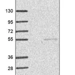 Merck Anti-SLC33A1 antibody produced in rabbit
