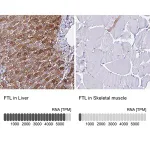 Merck Anti-FTL antibody produced in rabbit