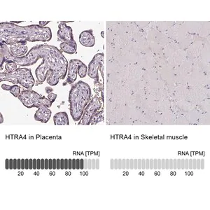 Merck Anti-HTRA4 antibody produced in rabbit
