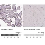 Merck Anti-HTRA4 antibody produced in rabbit