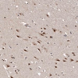 Merck Anti-VPS37A antibody produced in rabbit