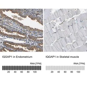 Merck Anti-IQGAP1 antibody produced in rabbit