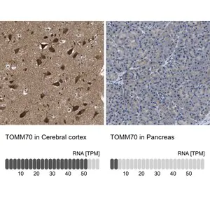 Merck Anti-TOMM70 antibody produced in rabbit