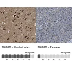 Merck Anti-TOMM70 antibody produced in rabbit