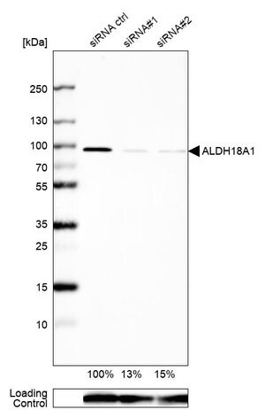 Merck Anti-ALDH18A1 antibody produced in rabbit