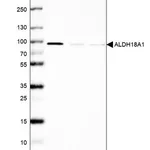 Merck Anti-ALDH18A1 antibody produced in rabbit