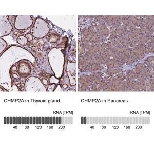 Merck Anti-CHMP2A antibody produced in rabbit