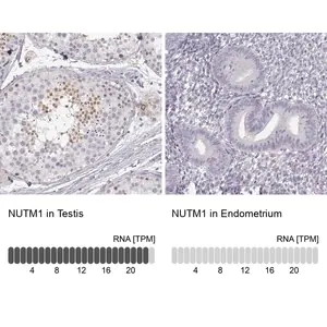 Merck Anti-NUTM1 antibody produced in rabbit