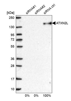 Merck Anti-ATXN2L antibody produced in rabbit