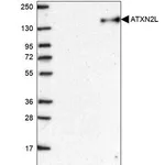 Merck Anti-ATXN2L antibody produced in rabbit