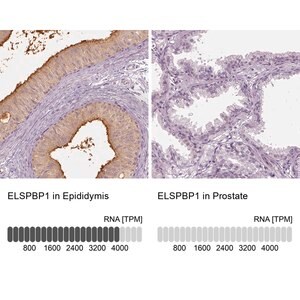 Merck Anti-ELSPBP1 antibody produced in rabbit