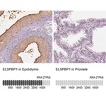 Merck Anti-ELSPBP1 antibody produced in rabbit