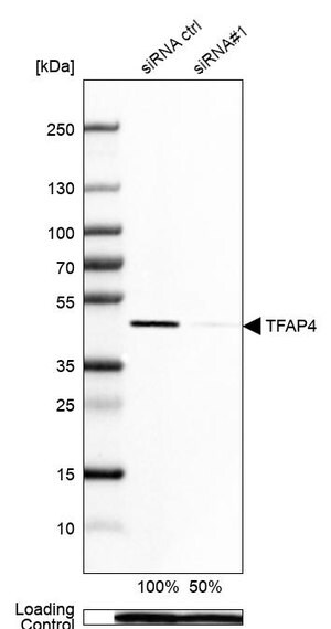 Merck Anti-TFAP4 antibody produced in rabbit