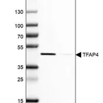 Merck Anti-TFAP4 antibody produced in rabbit