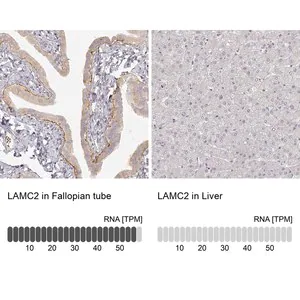 Merck Monoclonal Anti-LAMC2 antibody produced in mouse