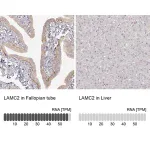Merck Monoclonal Anti-LAMC2 antibody produced in mouse