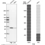 Merck Anti-PHB antibody produced in rabbit