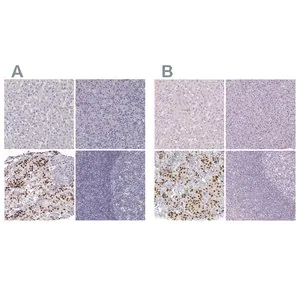 Merck Anti-POU1F1 antibody produced in rabbit