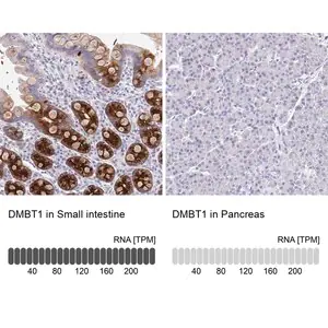 Merck Anti-DMBT1 antibody produced in rabbit
