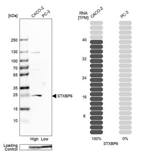 Merck Anti-STXBP6 antibody produced in rabbit