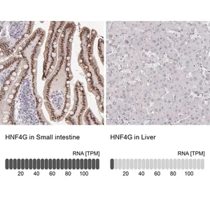 Merck Anti-HNF4G antibody produced in rabbit