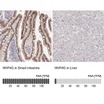 Merck Anti-HNF4G antibody produced in rabbit