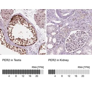 Merck Anti-PER2 antibody produced in rabbit
