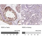 Merck Anti-PER2 antibody produced in rabbit