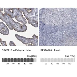 Merck Anti-SPATA18 antibody produced in rabbit