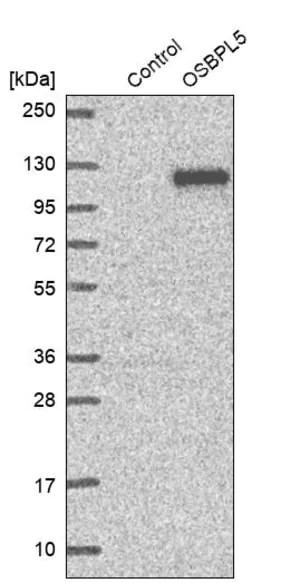 Merck Anti-OSBPL5 antibody produced in rabbit
