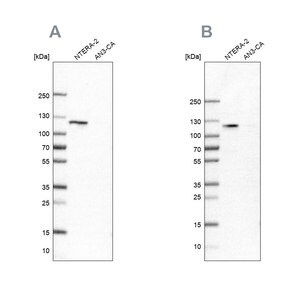 Merck Anti-HSPH1 antibody produced in rabbit