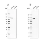 Merck Anti-HSPH1 antibody produced in rabbit