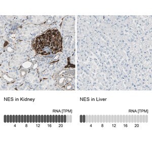 Merck Anti-NES antibody produced in rabbit