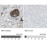Merck Anti-NES antibody produced in rabbit