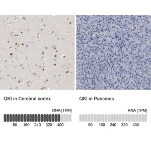 Merck Anti-QKI antibody produced in rabbit