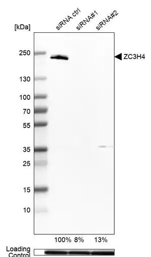 Merck Anti-ZC3H4 antibody produced in rabbit