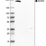 Merck Anti-ZC3H4 antibody produced in rabbit