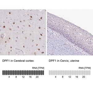Merck Anti-DPF1 antibody produced in rabbit