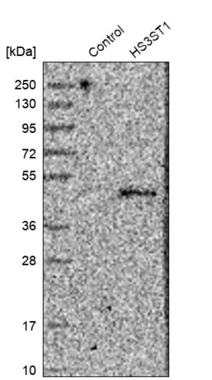 Merck Anti-HS3ST1 antibody produced in rabbit